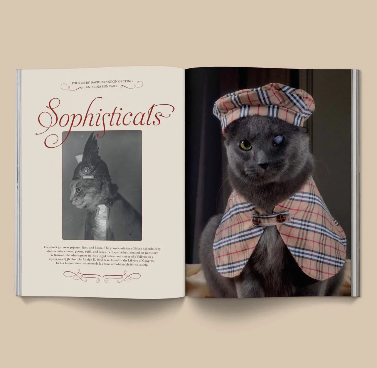 Catnip Magazine