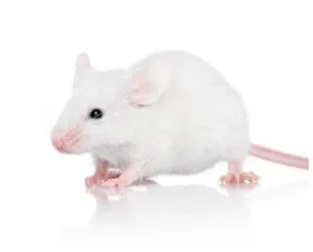 Frozen Mice - Jumbo