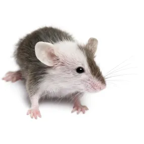 PLT Frozen Mice Medium 20g 