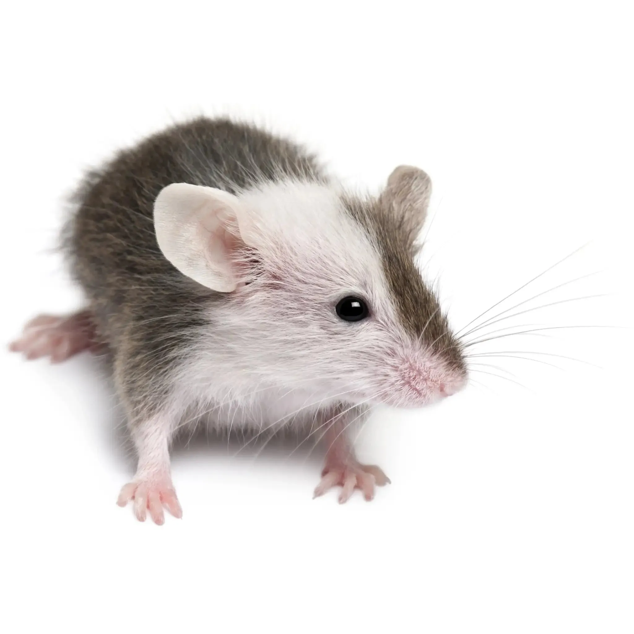 PLT Frozen Mice Medium 20g 