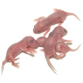 PLT Frozen Mice Pinkies 1g 